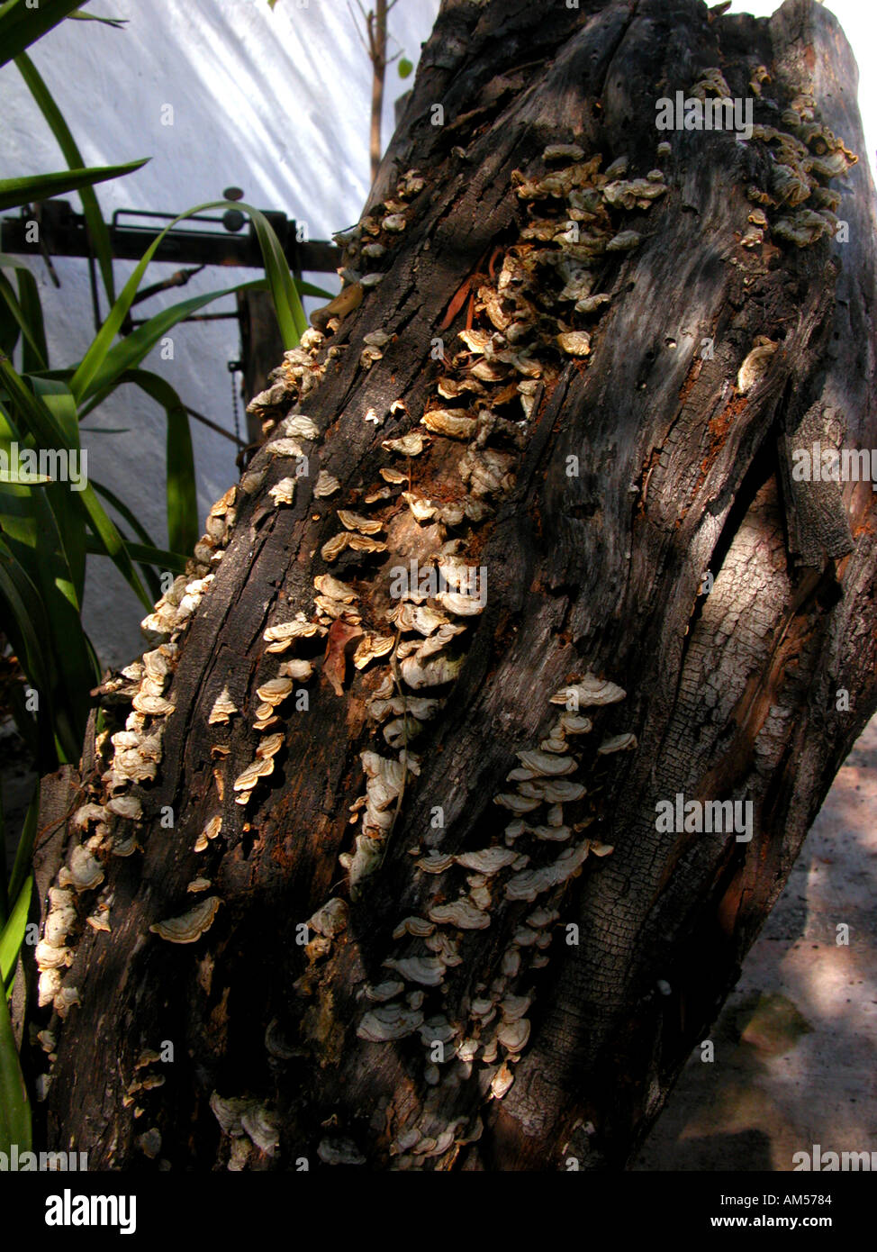 Flechten bedeckt Baumstumpf, Pflanzenarten Indikator botanisch botanische überdachte Log Baum Stump alte Natur natürliche Stillleben in der Nähe Stockfoto