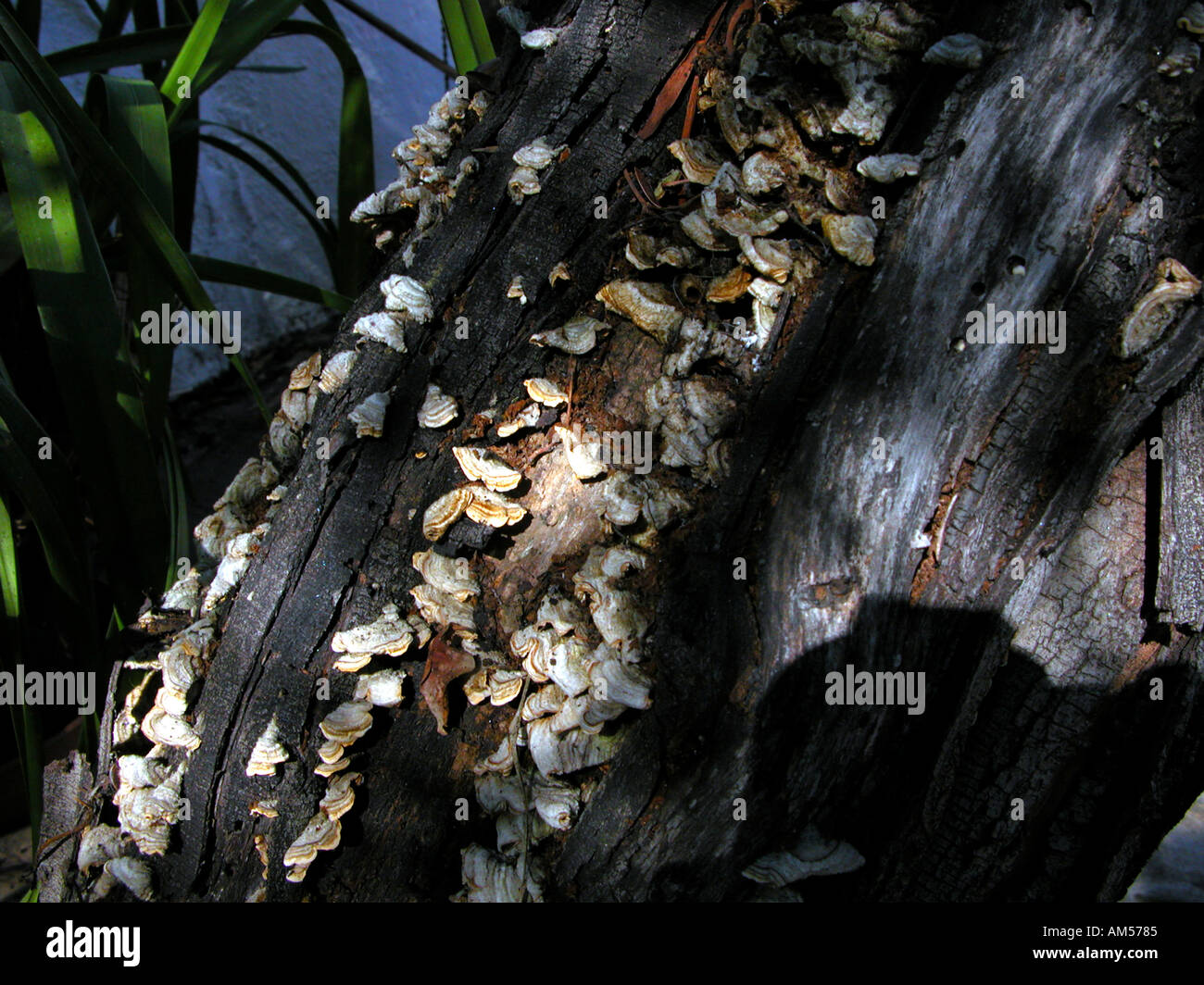 Flechten bedeckten Baumstumpf Stockfoto