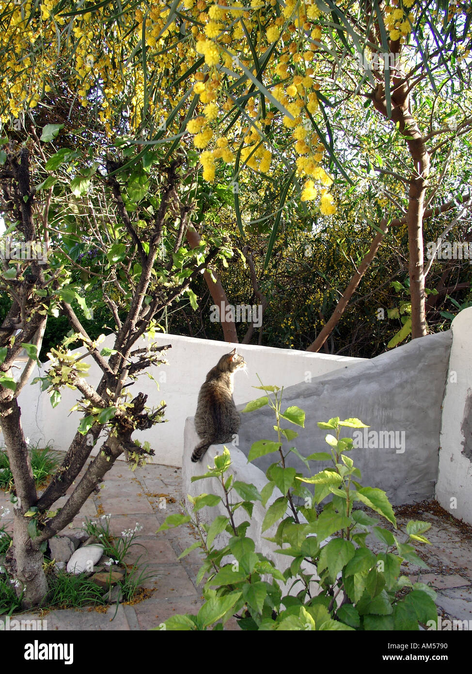Katze auf Mauer in einen wilden Garten Tabby Kater sitzt auf einem gefliesten mediterraner Innenhof Säugetier Säugetiere Tier Tiere Haustier Stockfoto
