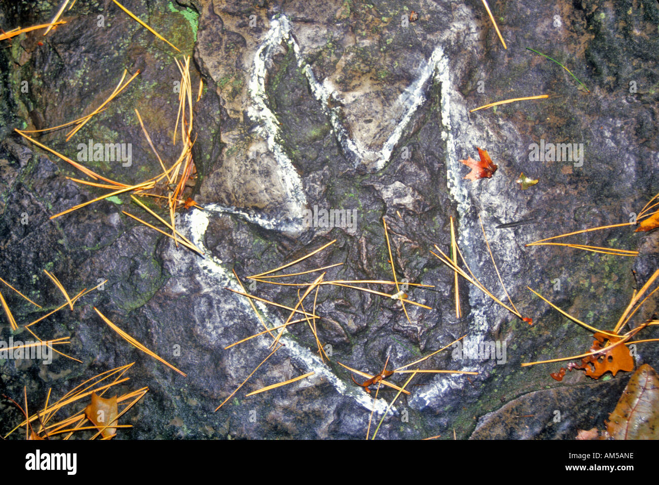 Dinosaurier-Fußabdruck South Hadley Massachusetts Stockfoto