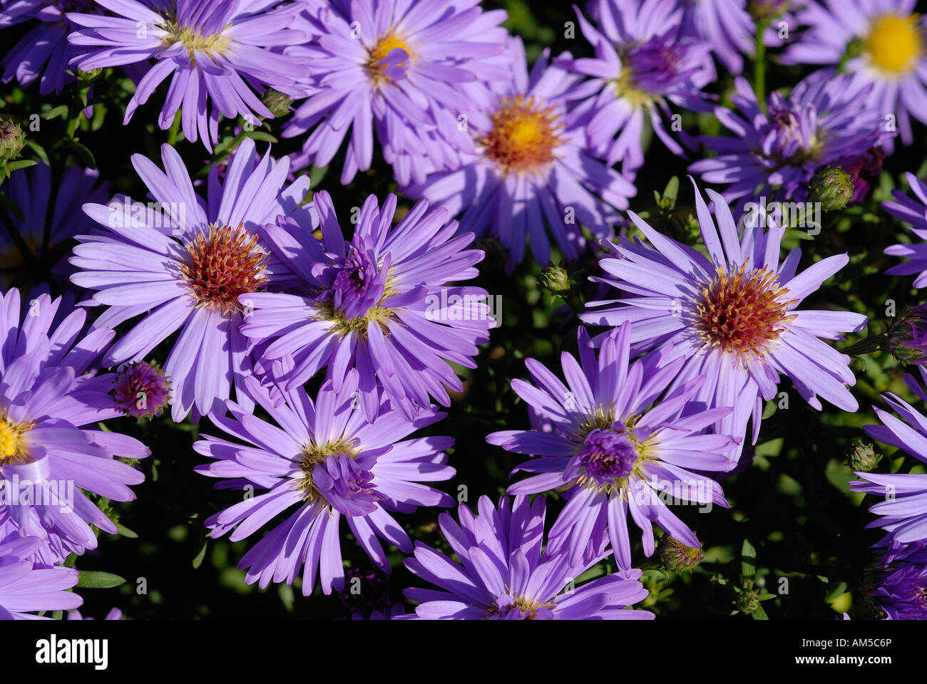 Blaue Aster (Aster Dumosus) Stockfoto