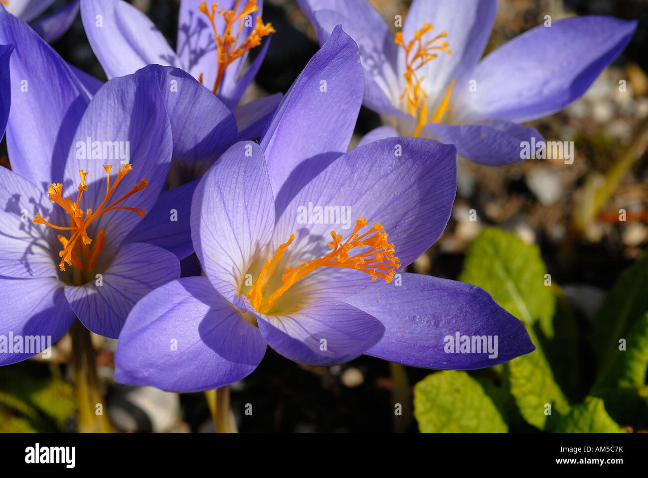 Herbst-Krokus (Crocus Pulchellus) Stockfoto