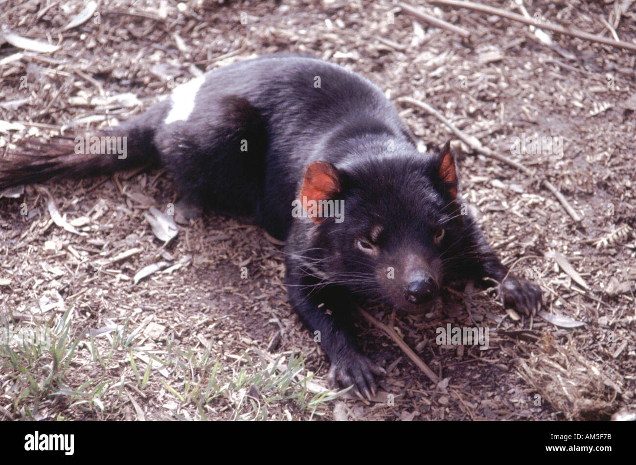 Taz Tasmanian Devil Stockfotos Und bilder Kaufen Alamy taz-tasmanian-devil-stockfotos-und-bilder-kaufen-alamy