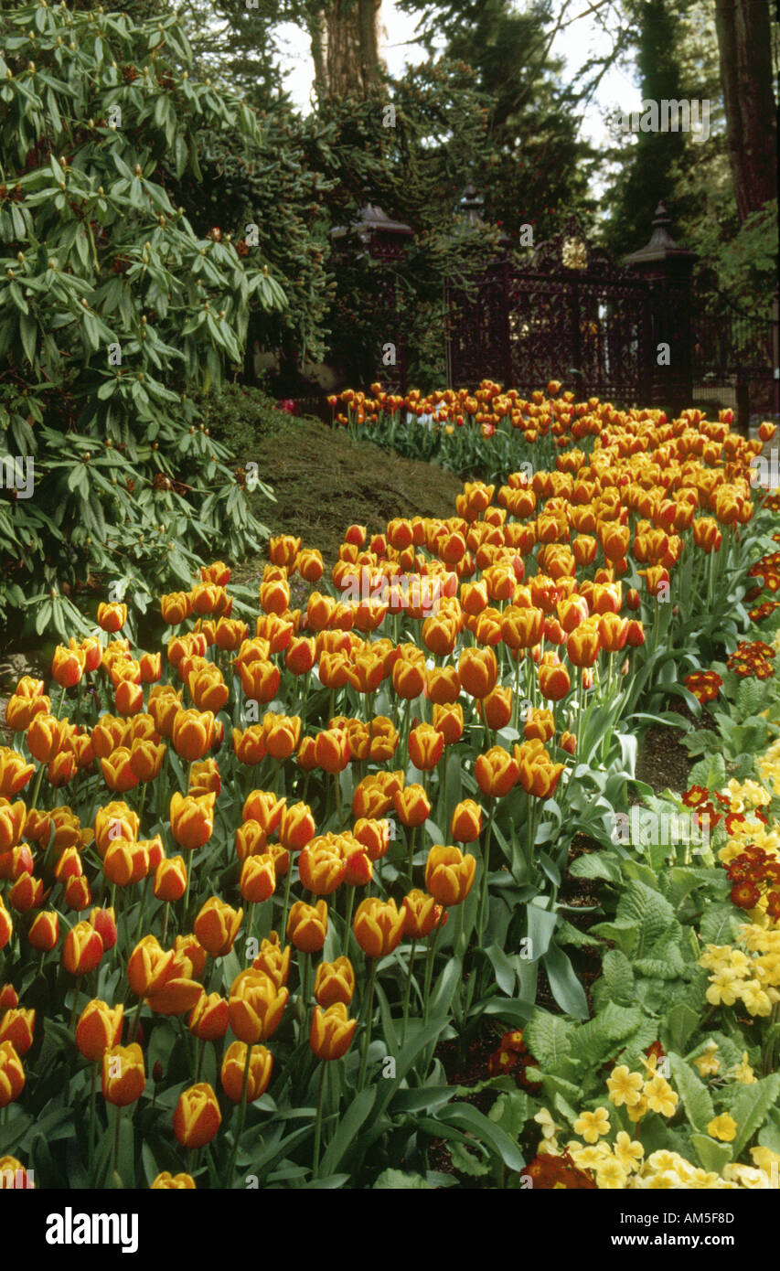 Tulpen in den Royal Botanical Gardens in Hobart, Tasmanien, Australien Stockfoto