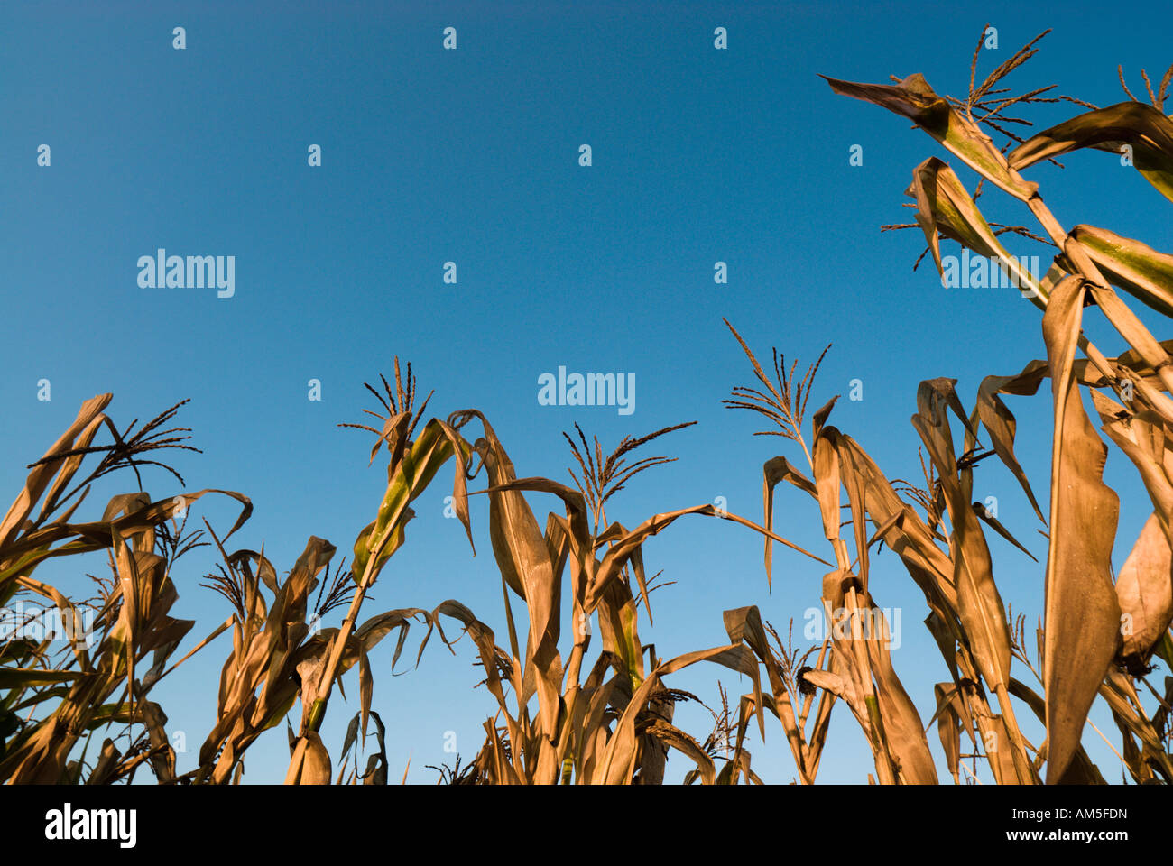 Blickte zu getrockneten Mais auf einer kleinbäuerlichen Farm in Novi Pazar, Serbien Stockfoto