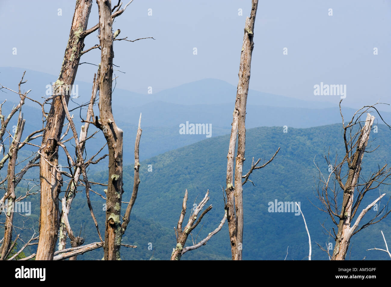 Blue Ridge Virginia uns. Beschädigung der Fraser Tanne und Hemlock getan durch den Balsam wolliges Adelgid, einen eingeführten Blattlaus-Schädling. Stockfoto