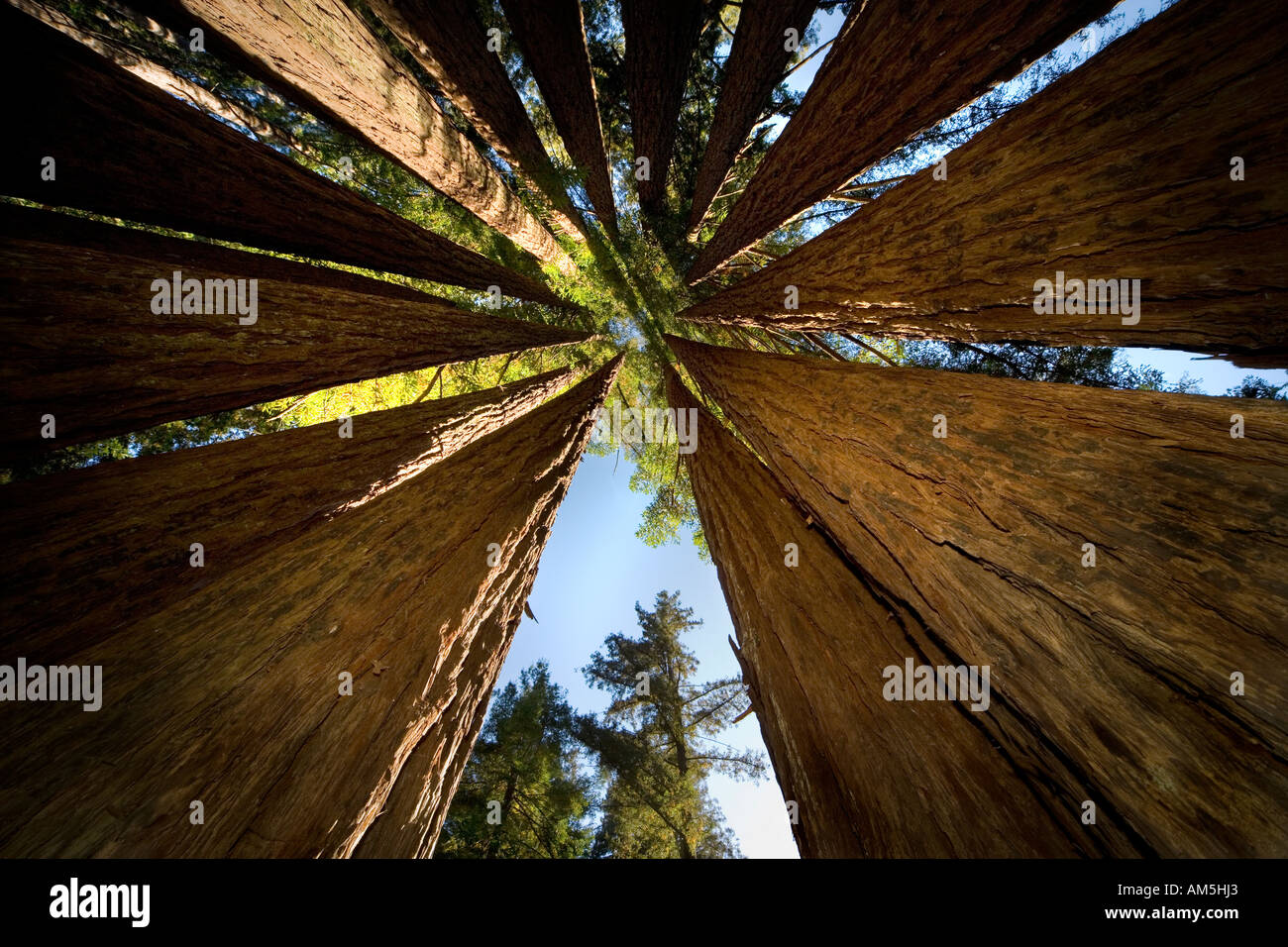 In einem Coast Redwood Tree Kathedrale oder Fairy Ring. Sequoia Sempervirens. Ein geschlossener Kreis von Redwood-Bäume. Stockfoto