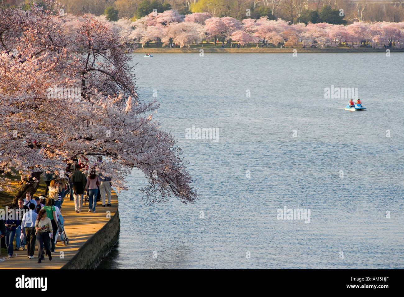 Kirschbäume in Blüte Gipfel rund um das Tidal Basin in Washington DC, USA, während die National Cherry Blossom Festival. Stockfoto