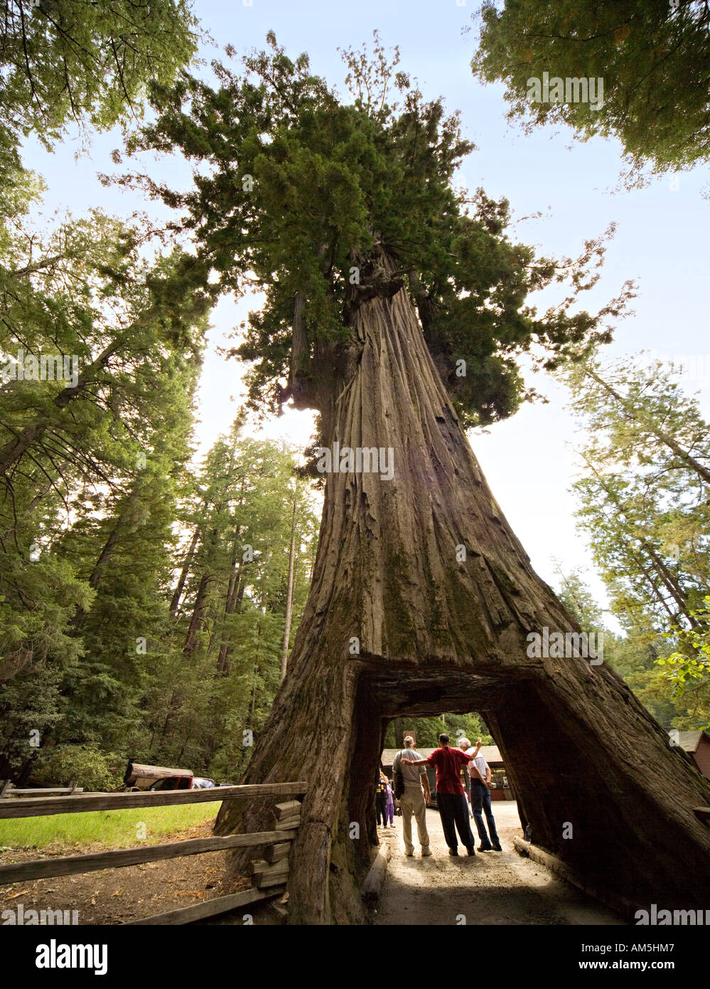 Touristen posieren und Fotografieren unter Fahrt durch Redwood-Baum. Am Straßenrand Attraktion: Kronleuchter Baum, Leggett, Kalifornien. Stockfoto
