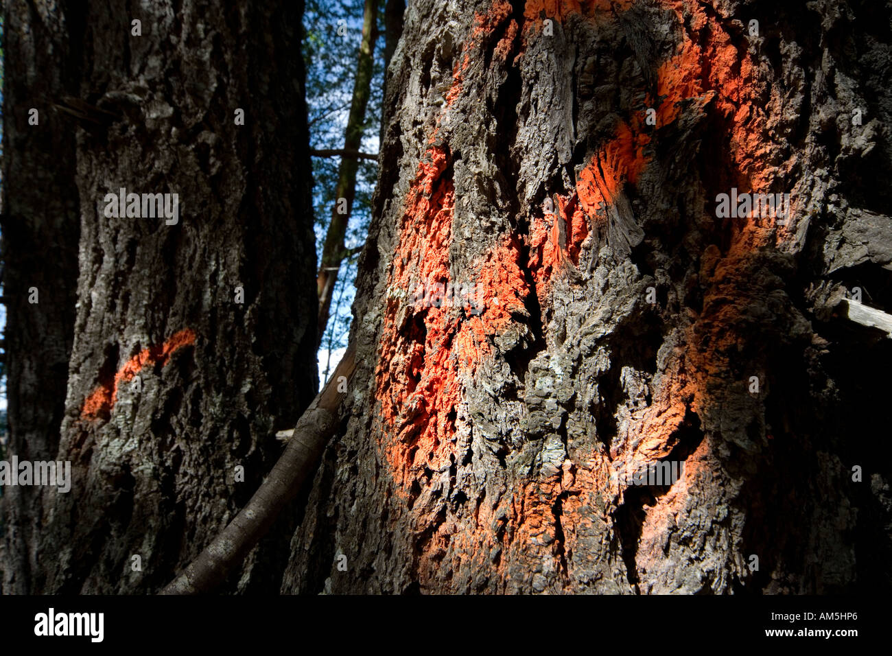 Die Protokollierung. Forstwirtschaft - Schilder an Baumstämme gemalt. Stockfoto