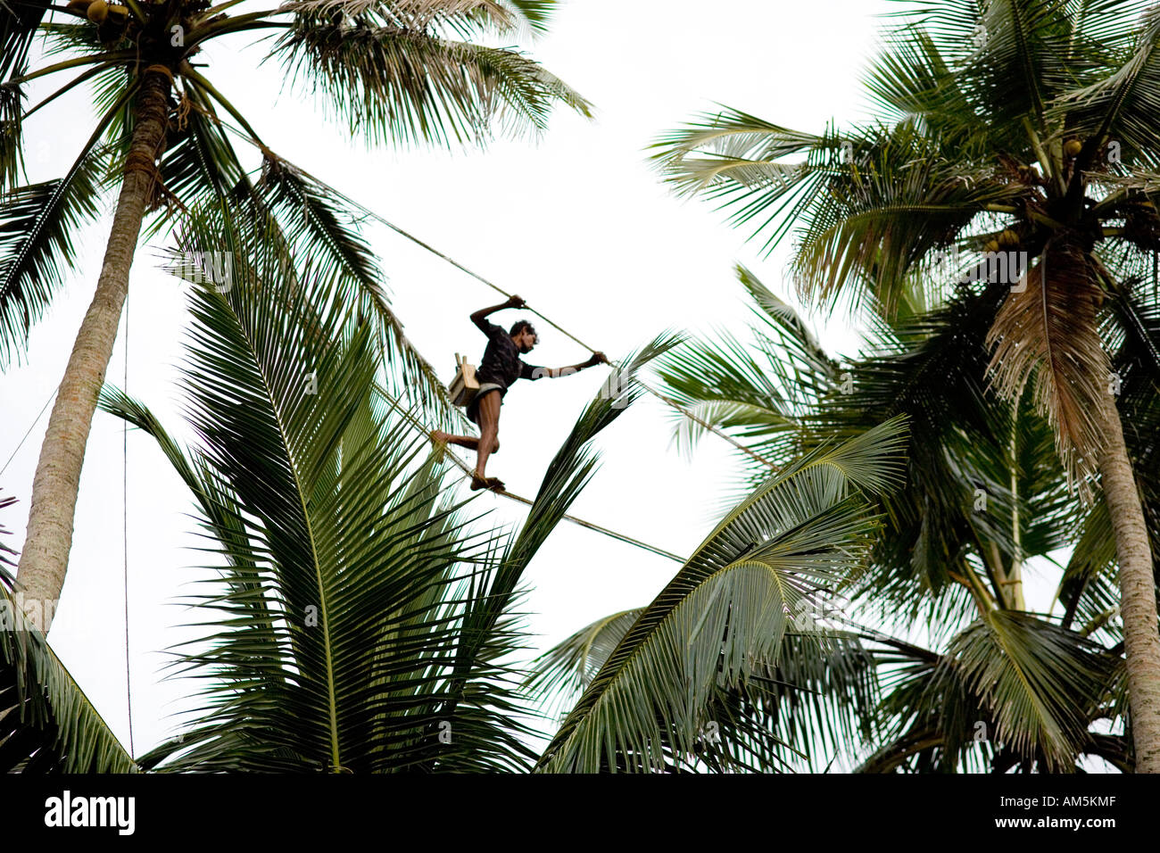 Toddy Ernte Sri Lanka. Mann zu Fuß auf Seile zwischen den Baumkronen. Stockfoto