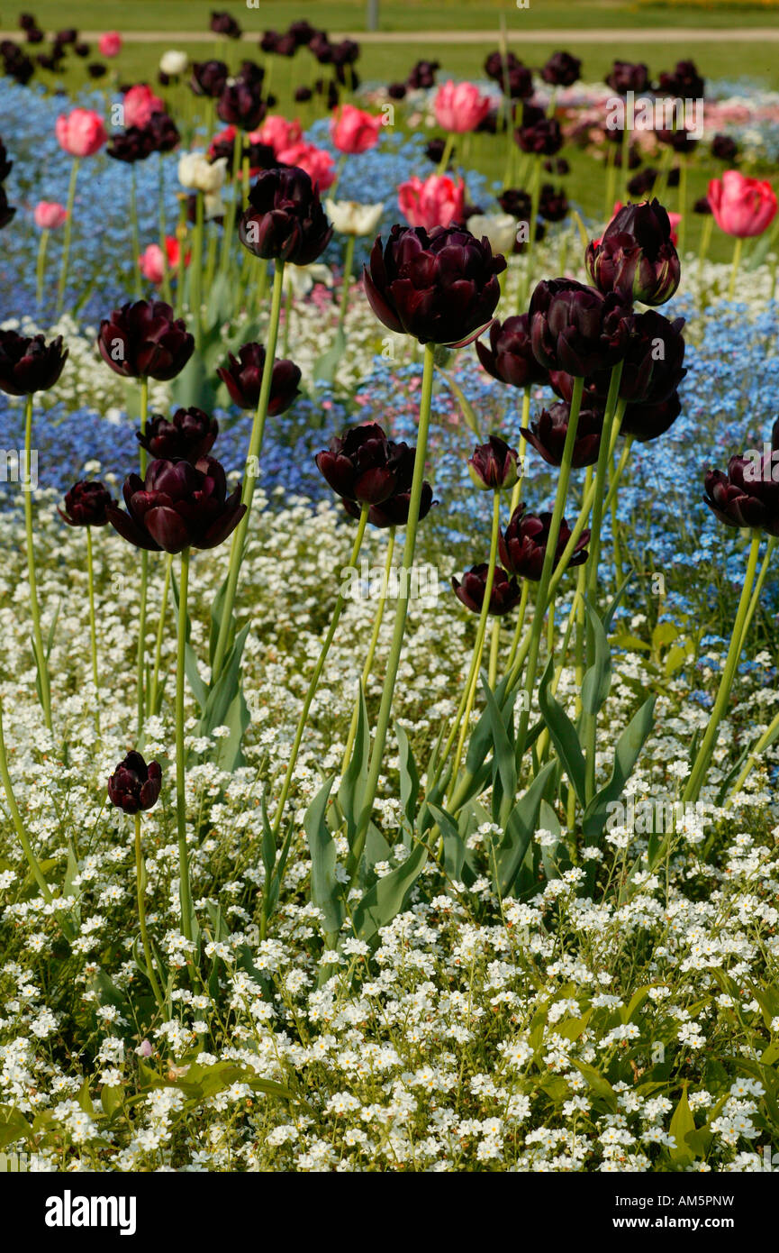 Schwarze Tulpen mit Vergissmeinnicht Stockfoto