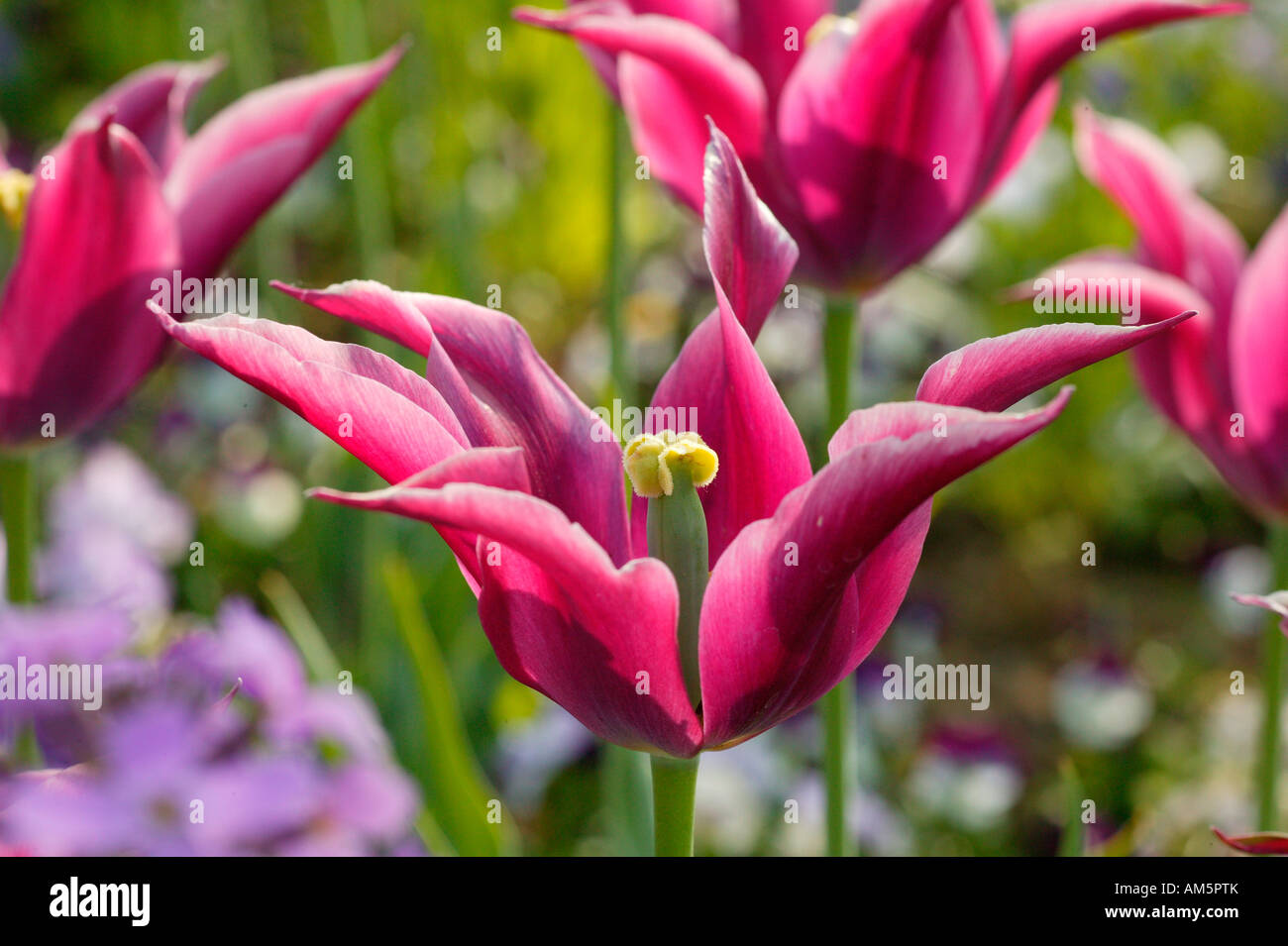 Lily blühende Tulpen Stockfoto