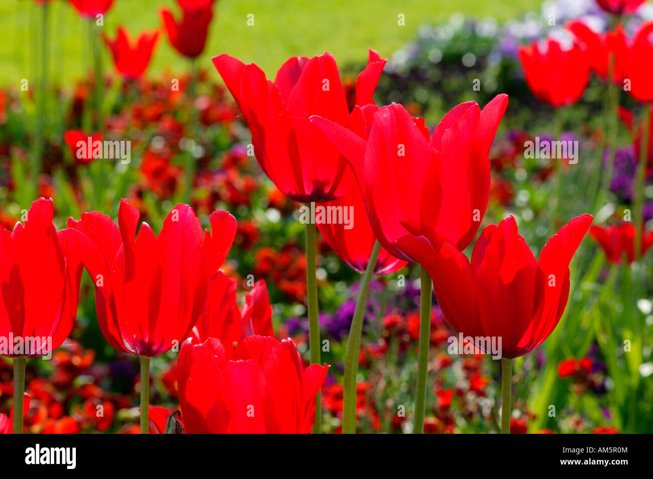 Rote Tulpen vor bunten Blumenbeet Stockfoto
