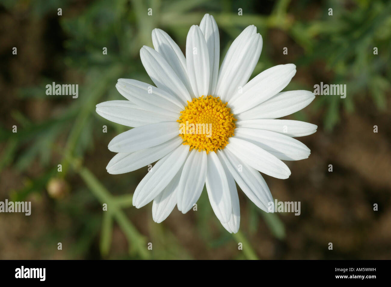 Einzelnen Blüte von Oxeye Daisy, Chrysanthemum leucanthemum Stockfoto