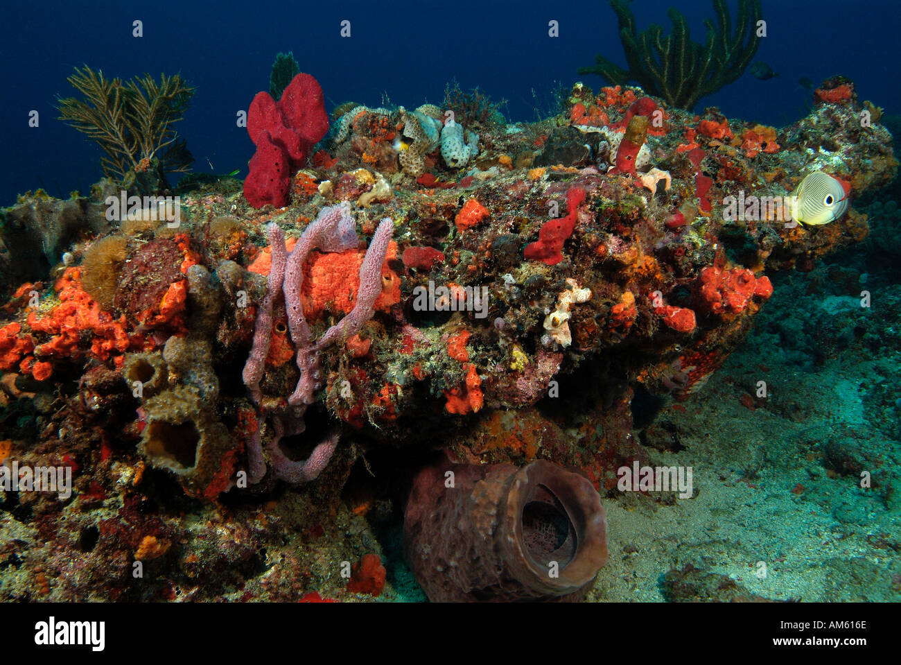 Riff bedeckt mit Schwämmen, Atlantik, vor Florida Stockfoto