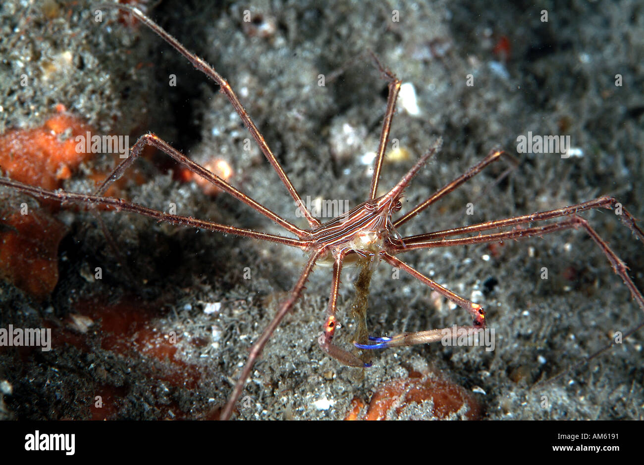 Gelber Pfeil Krabbe, Atlantik, vor Florida Stockfoto