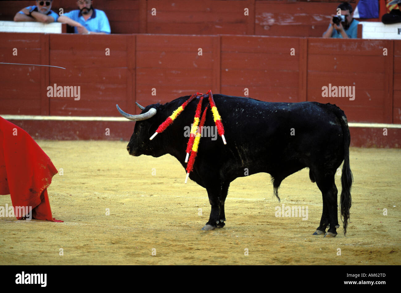 Jerez De La Frontera im Moment, den der Stier getötet wird Stockfoto