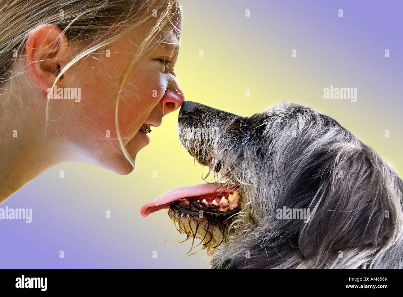 Mädchen und Hund berühren mit der Nase Stockfoto
