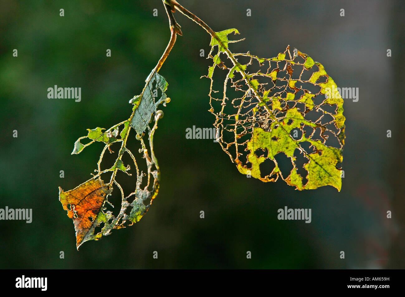 Leaf Skelett, Schaden durch Raupen Stockfoto