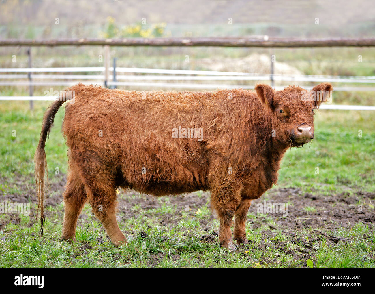 Galloway Rinder, scotch Rasse ohne Hörner Stockfoto