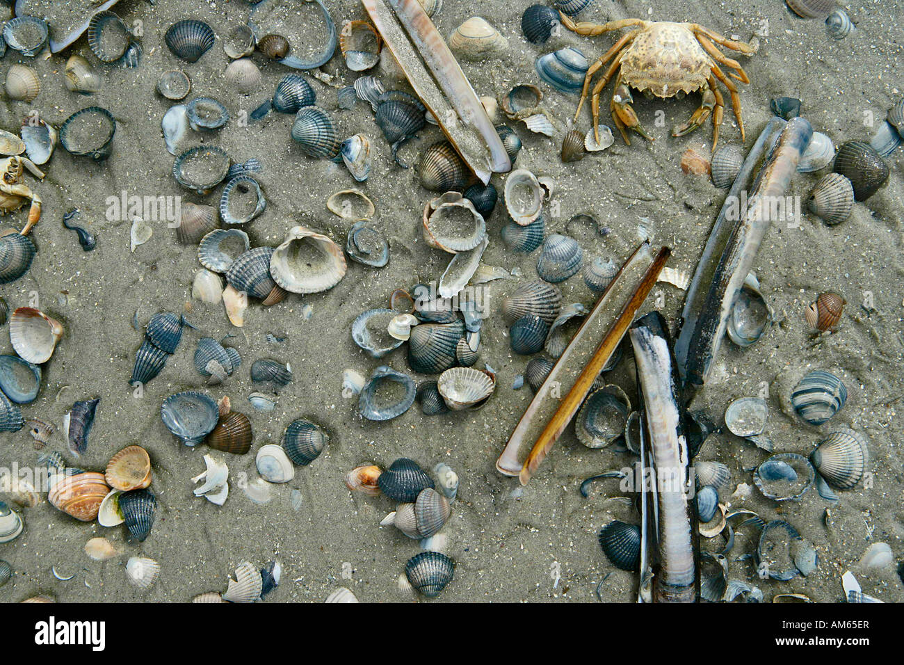 Herzmuscheln und Miesmuscheln mit Krabben bei Ebbe, Juist ...