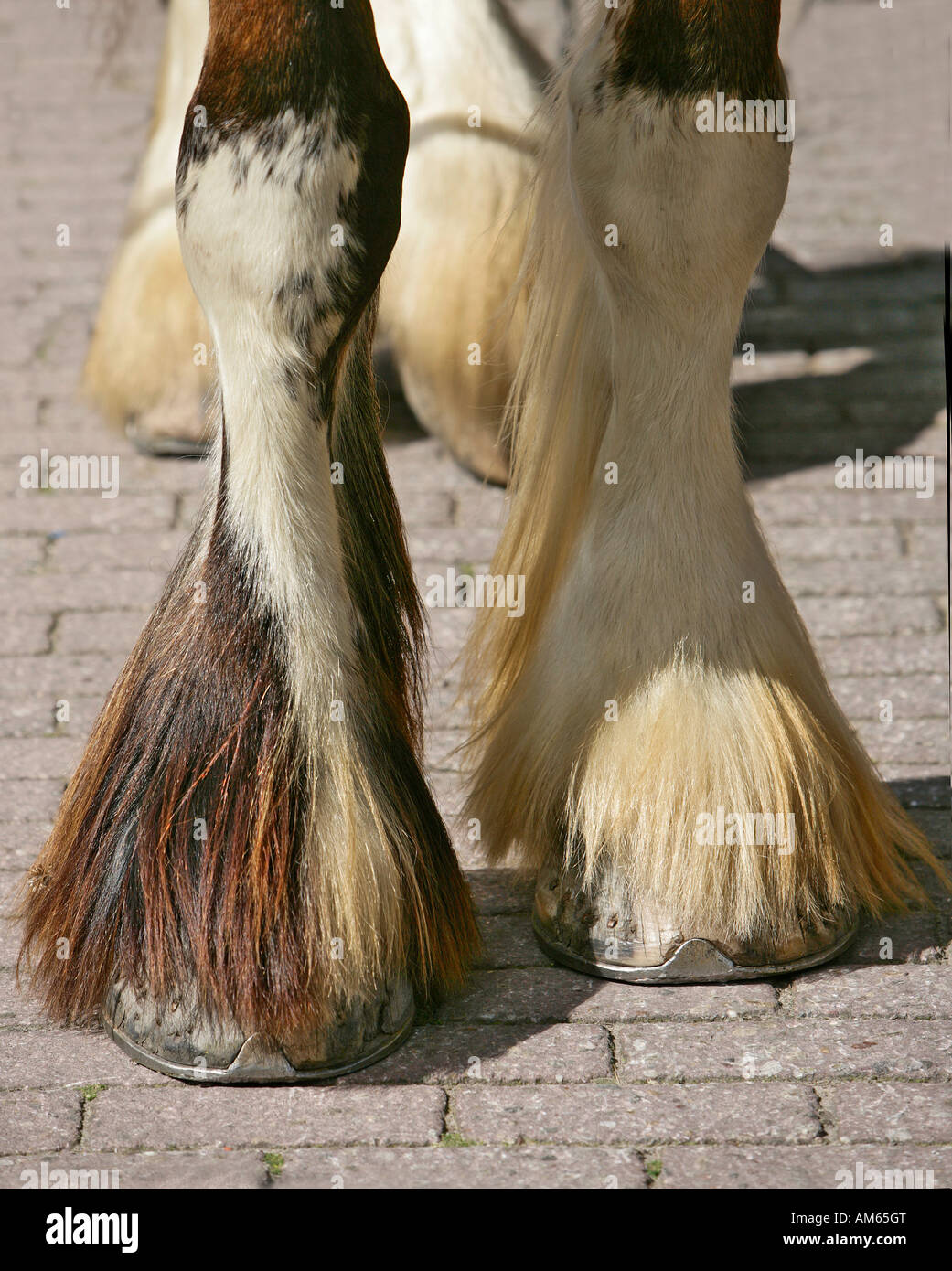 Pferdehufen, kaltblütig Stockfoto