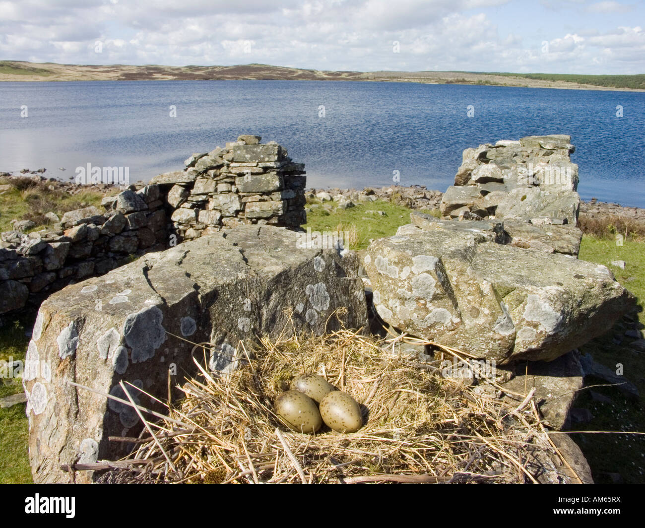 Vögel nisten in einer Ruine oben Loch Whinyeon, Dumfries and Galloway, Schottland Stockfoto