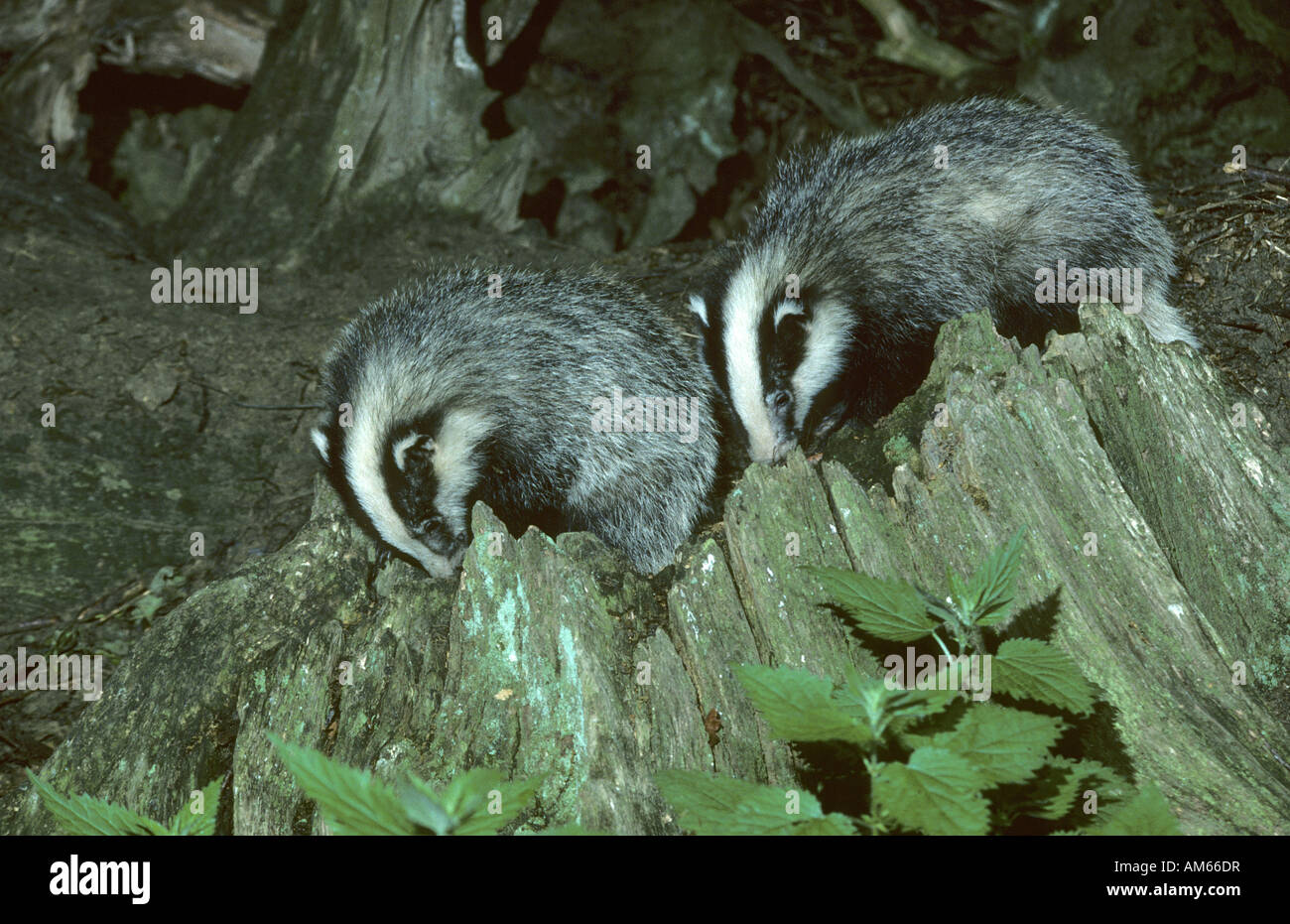 Dachs Cubs Meles Meles Kent England Stockfoto