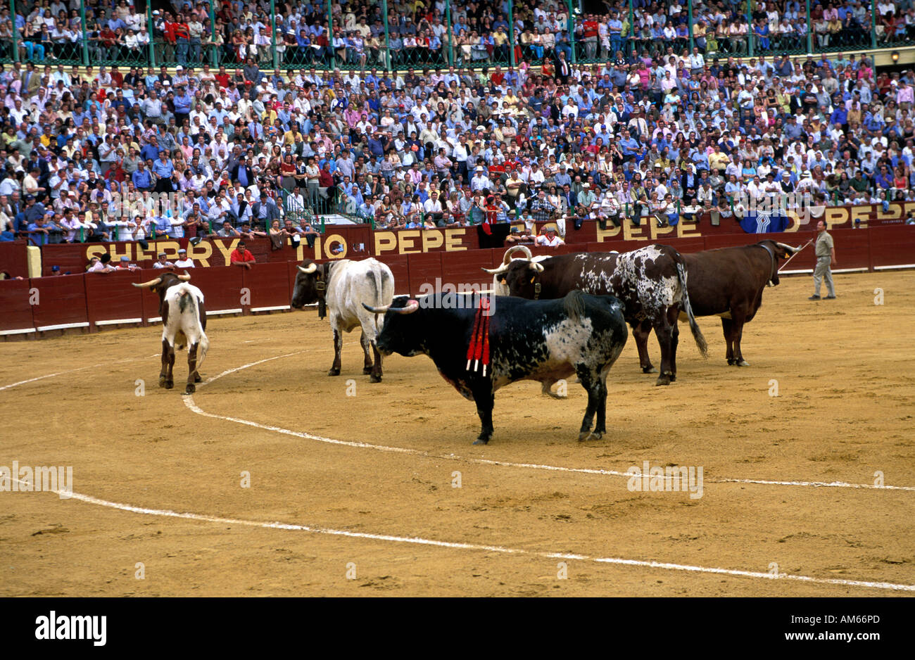 Jerez De La Frontera wurde ein Stier entlassen Indulto nach einem hervorragenden Kampf Stockfoto