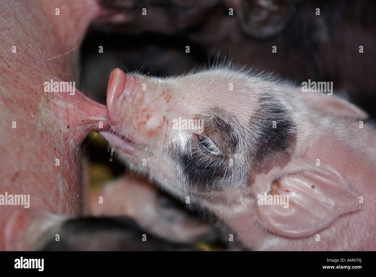 Fleischschwein Stockfotos und -bilder Kaufen - Alamy