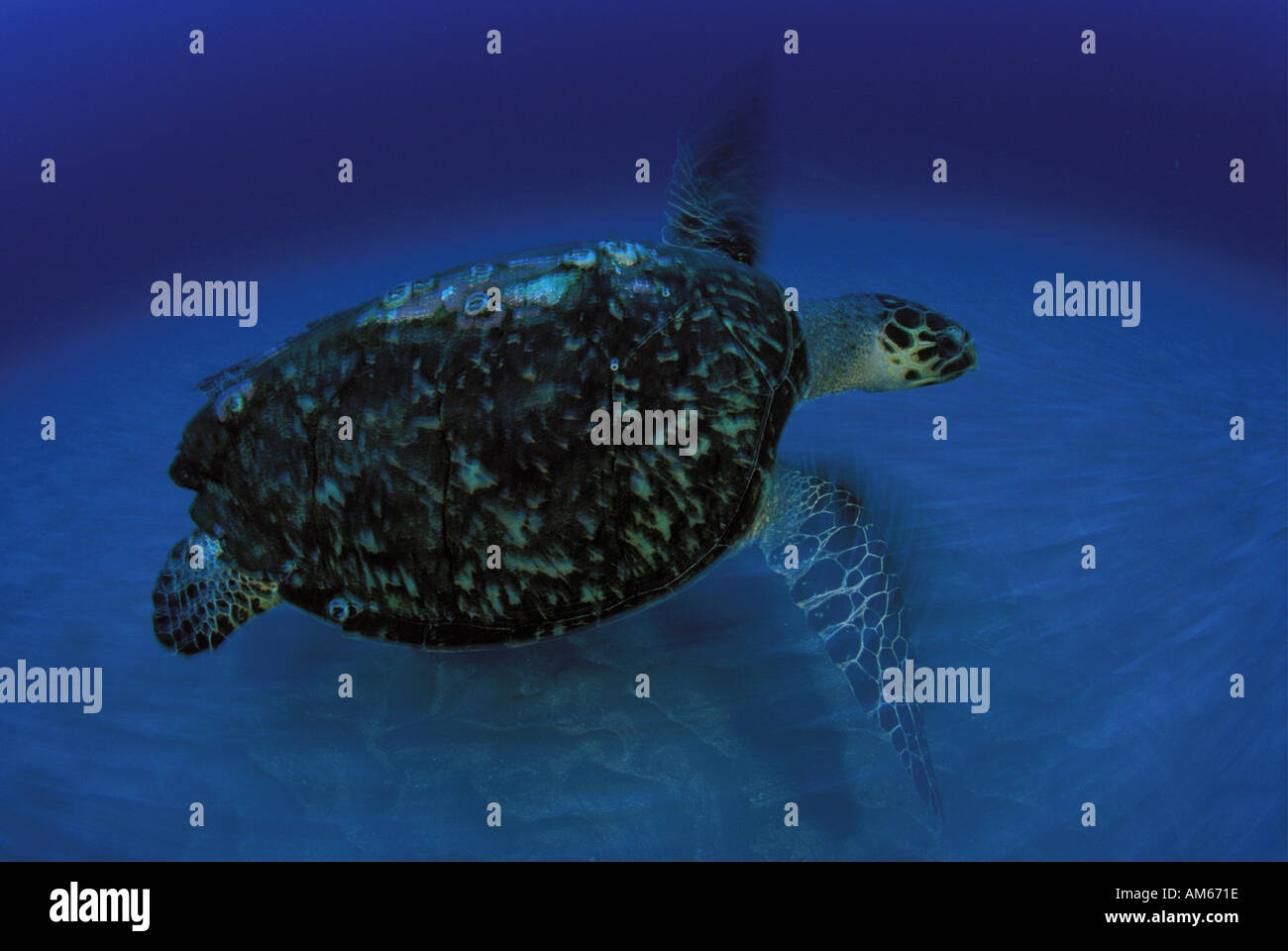 Hawksbill Turtle-Eretmochelys Imbriocota schwimmen Stockfoto