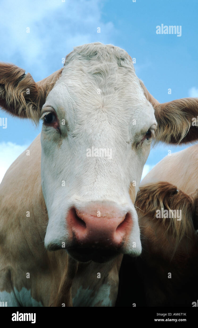 Simmental Cow Stockfotos und -bilder Kaufen - Alamy