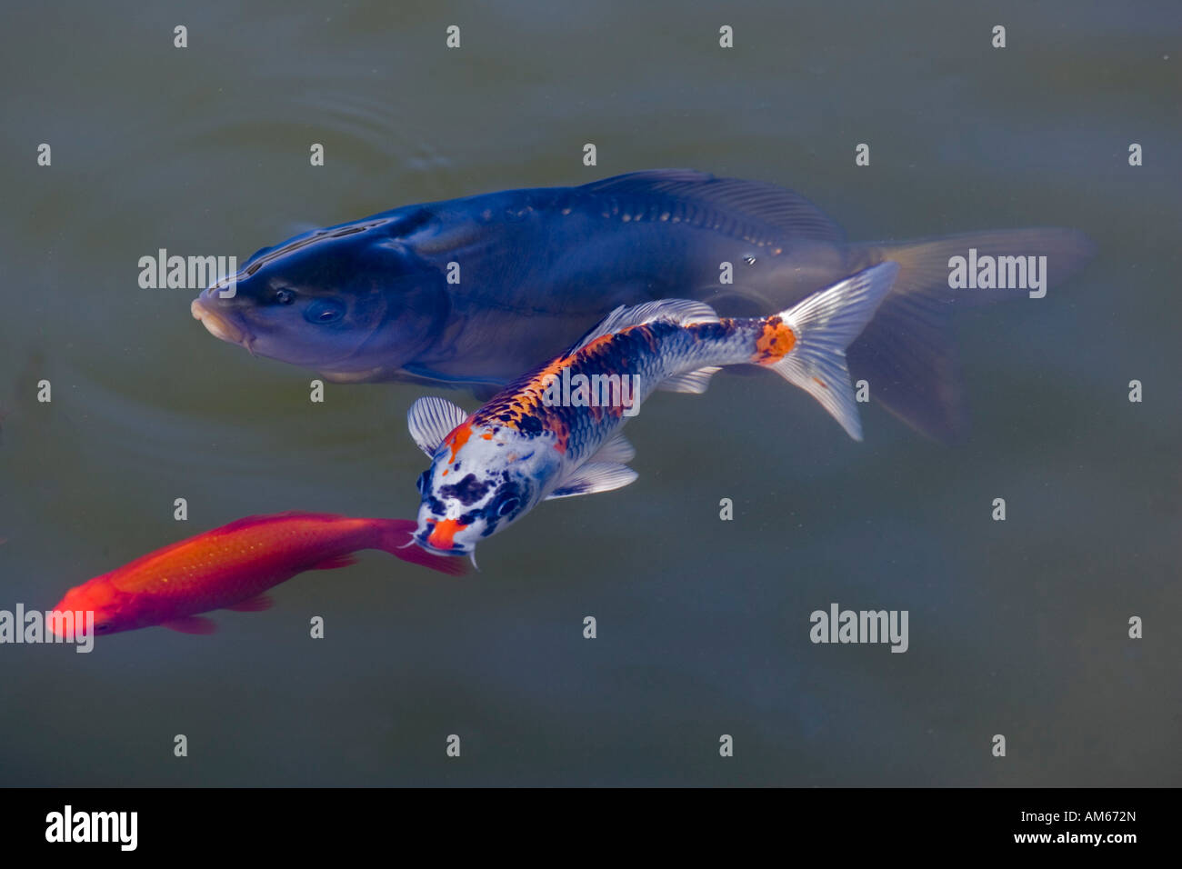 Kujaku Koi (Cyprinus Carpio) Stockfoto