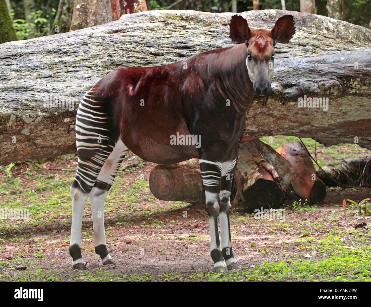 Okapia johnstoni Stockfoto