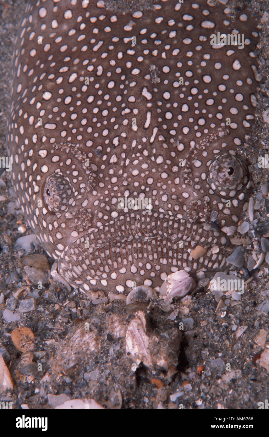 Nördlichen Stargazer Astroscopus guttatus Stockfoto