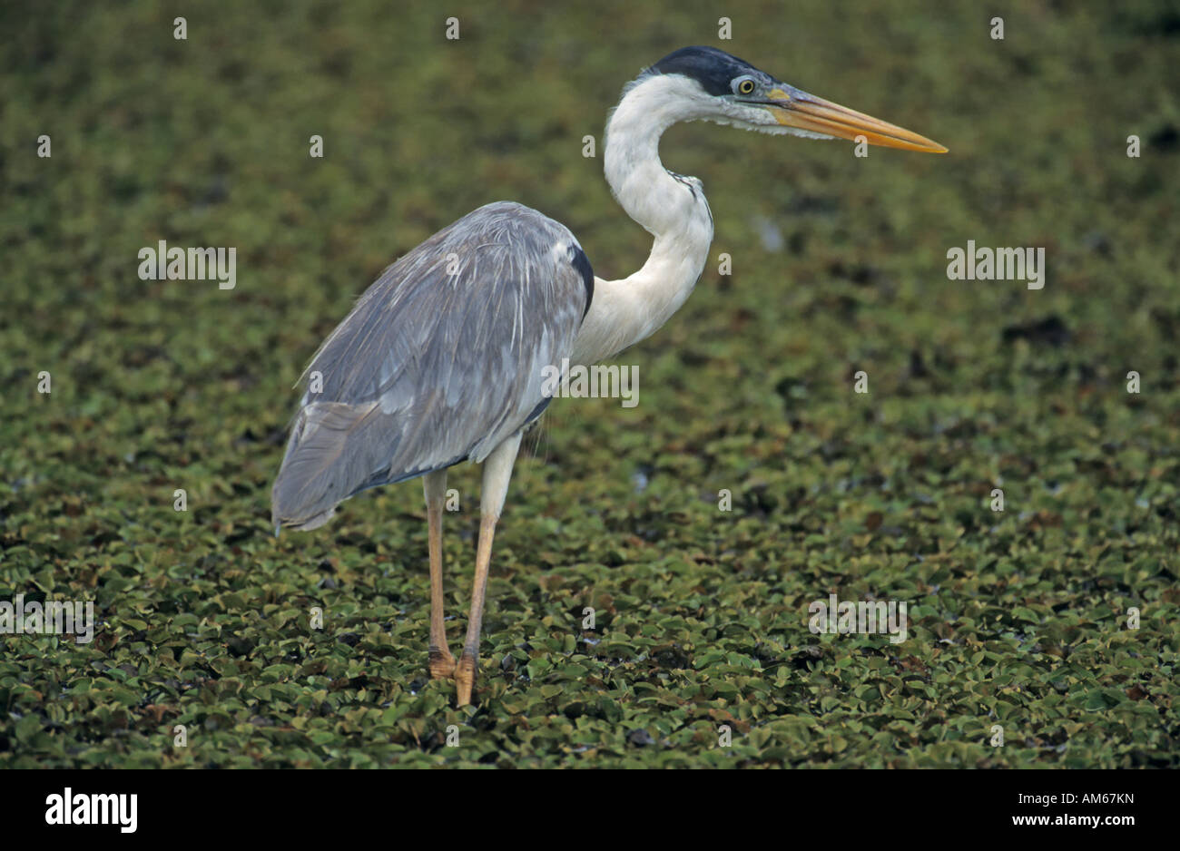 Cocoi Heron (Ardea Cocoi) Pantanal, Brasilien, Südamerika Stockfoto