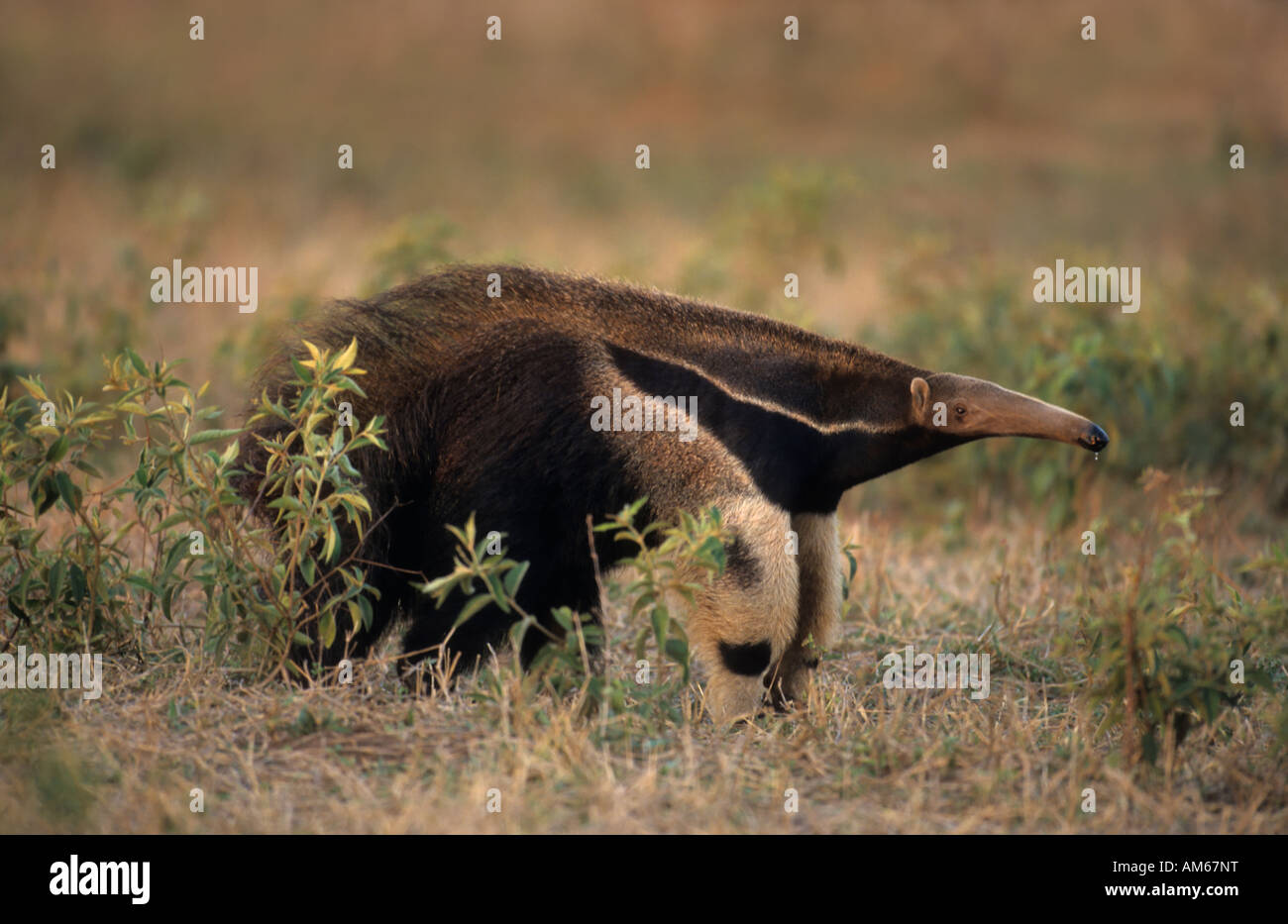 Großer Ameisenbär (Myrmecophaga Tridactyla) Pantanal, Brasilien, Südamerika Stockfoto