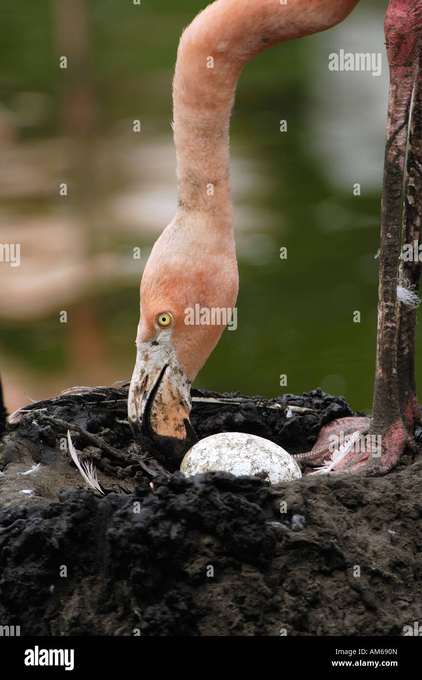 Phoenicopterus Roseus mit Ei im Nest Stockfoto