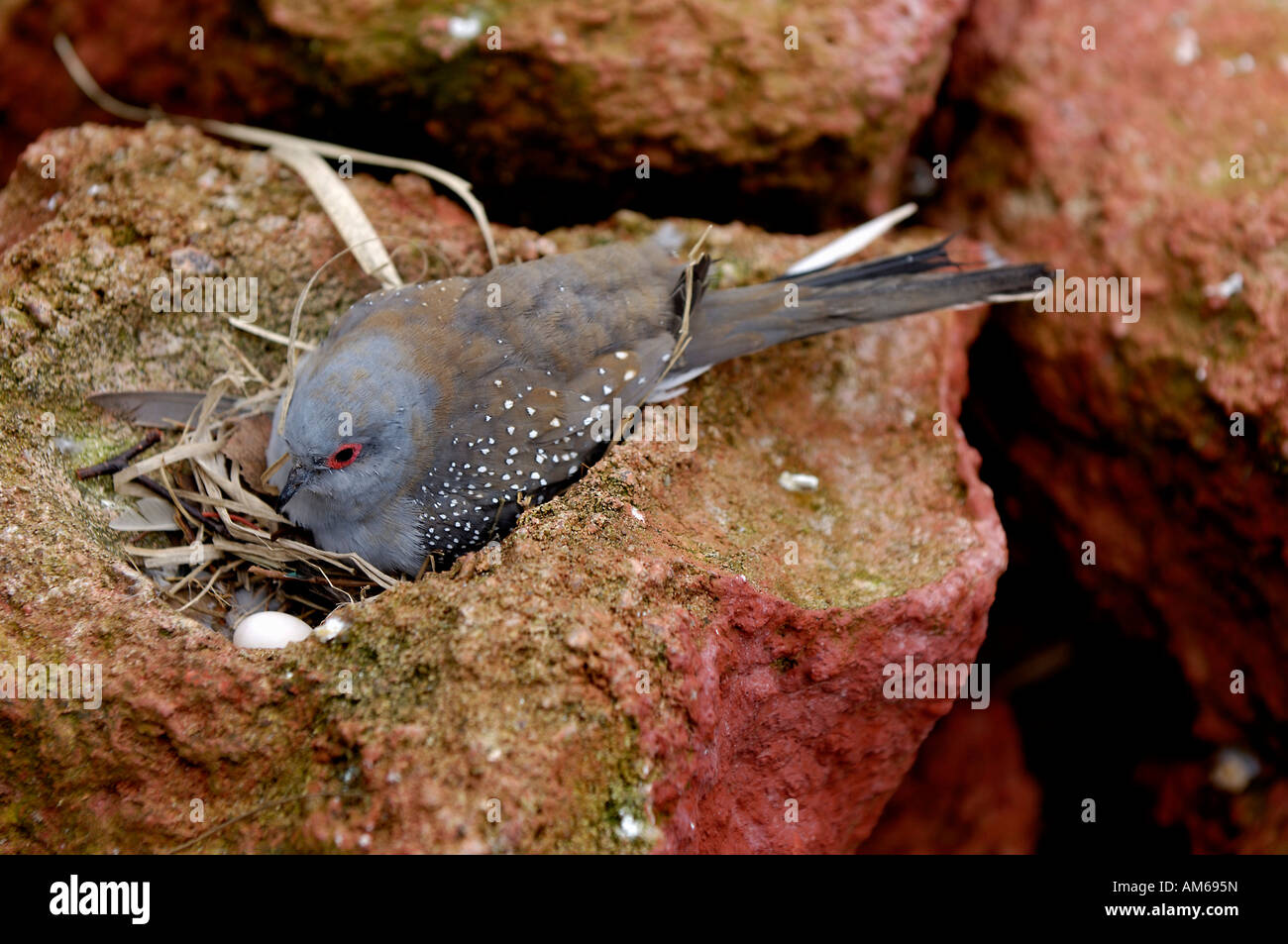 Geopelia Cuneata im Nest Stockfoto