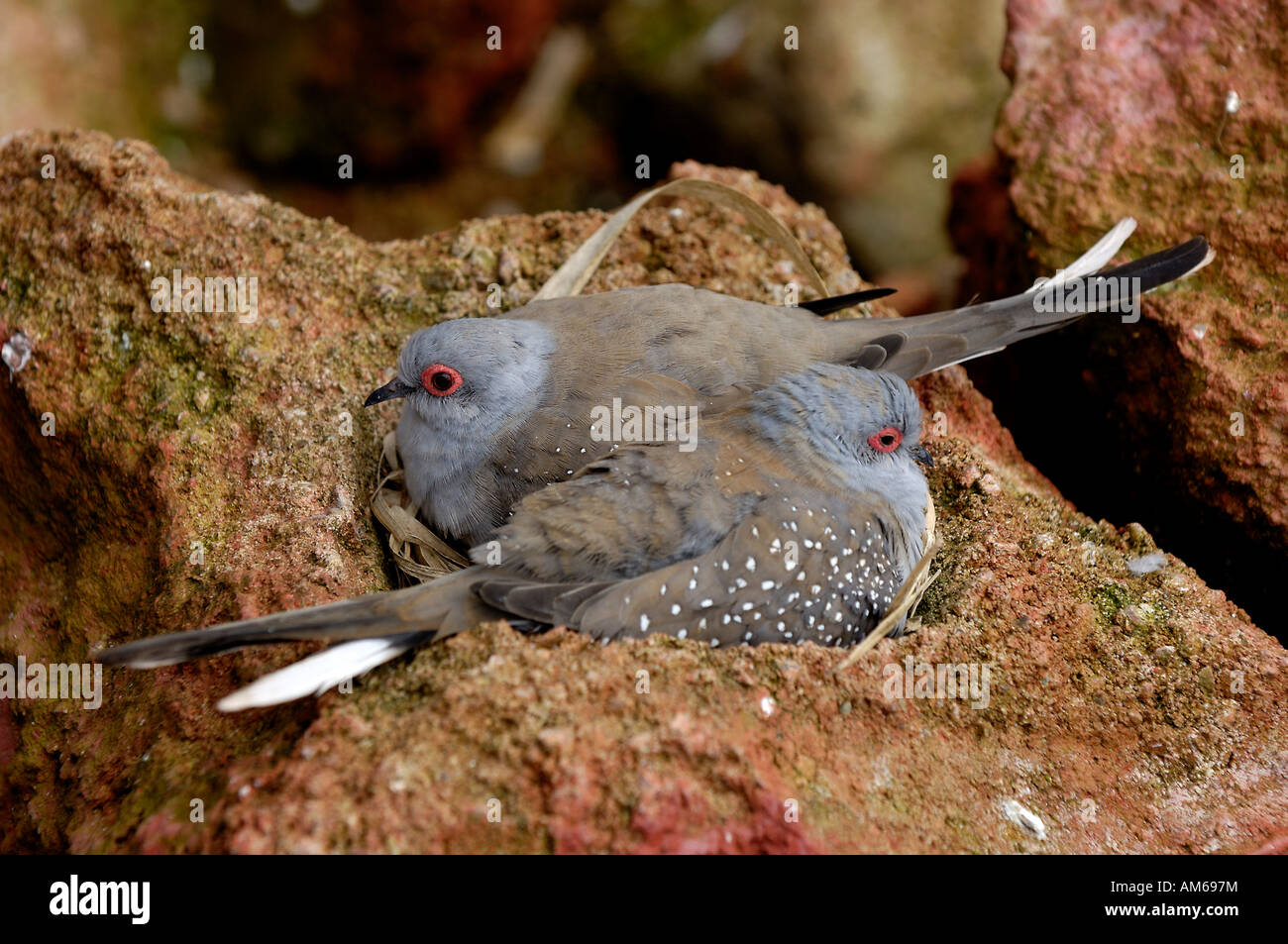 Geopelia Cuneata im Nest Stockfoto