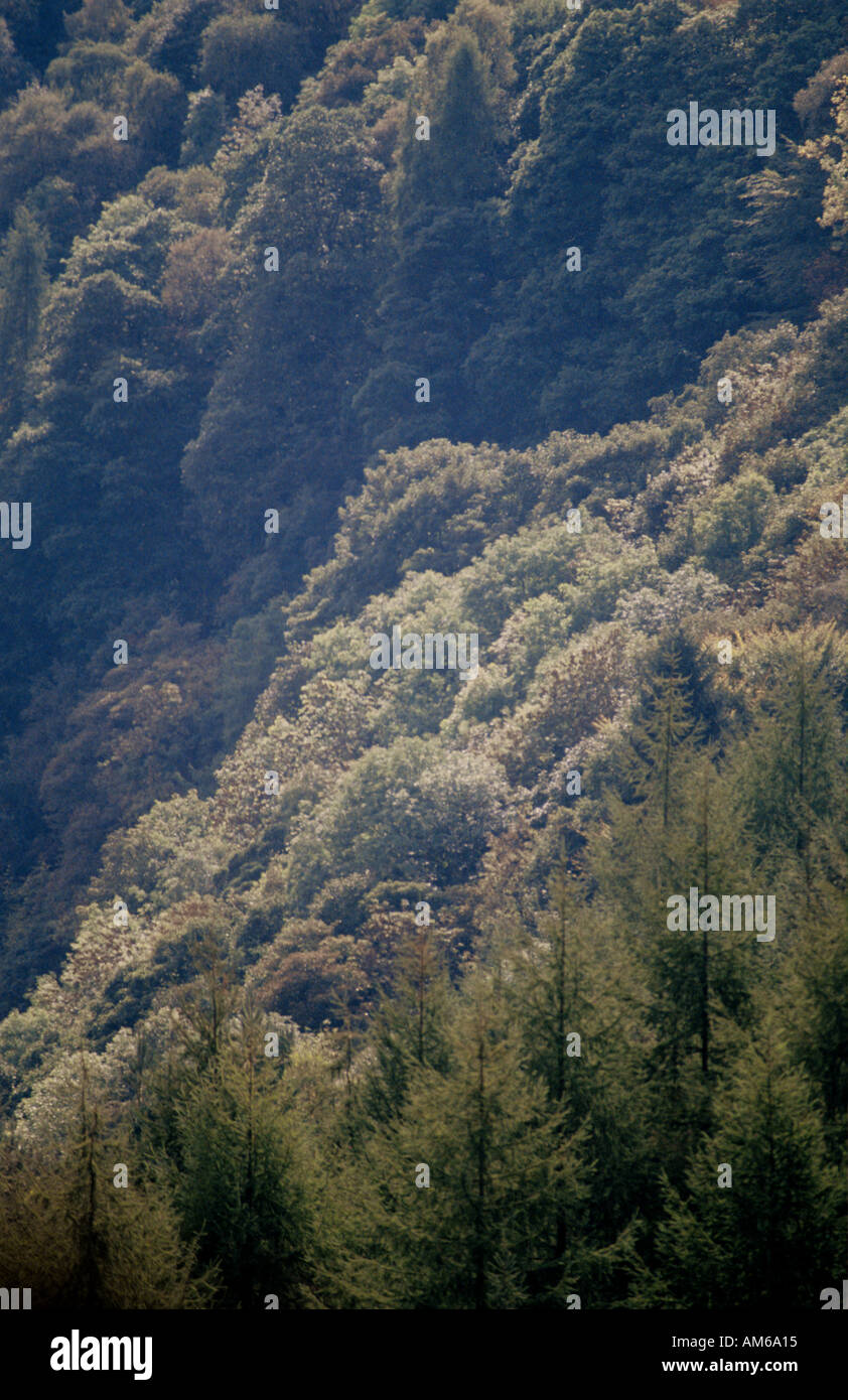 Mischwald auf Staward Schlucht Stockfoto