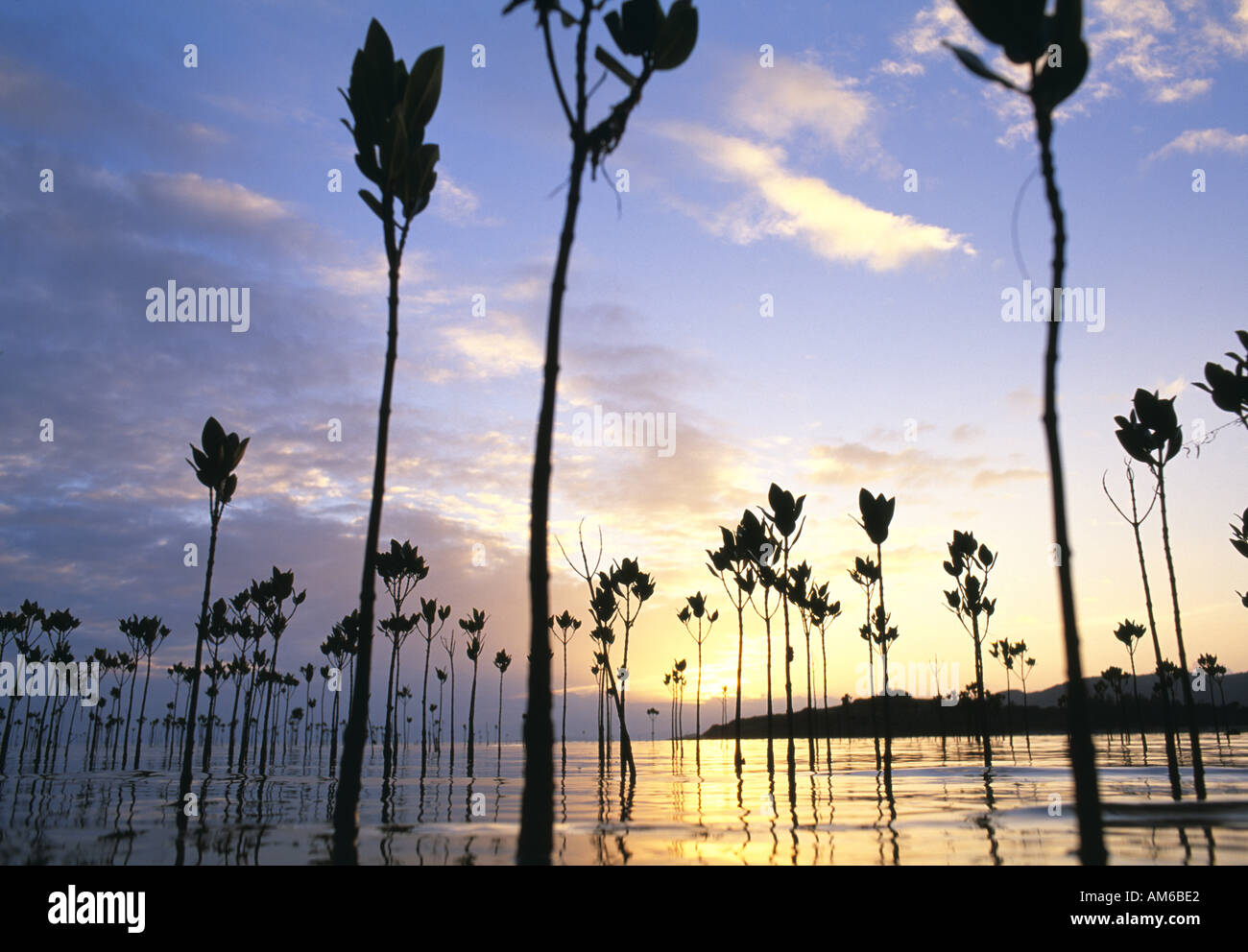 Mangrovenbäume Okinawa Japan Stockfoto