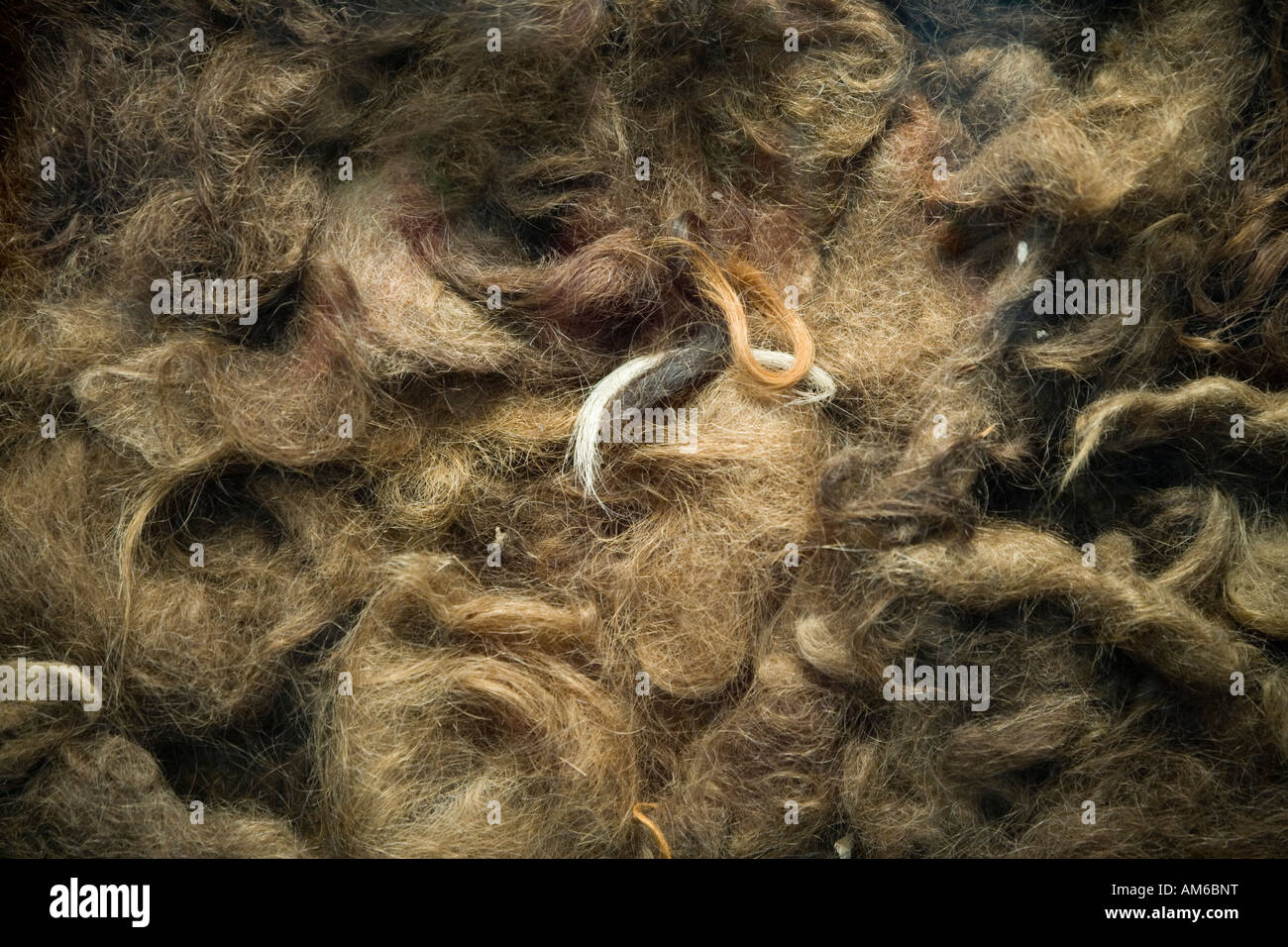 Haare von NS-Opfern genommen wurde für die Textilindustrie, Vernichtungslager Majdanek verkauft. Stockfoto