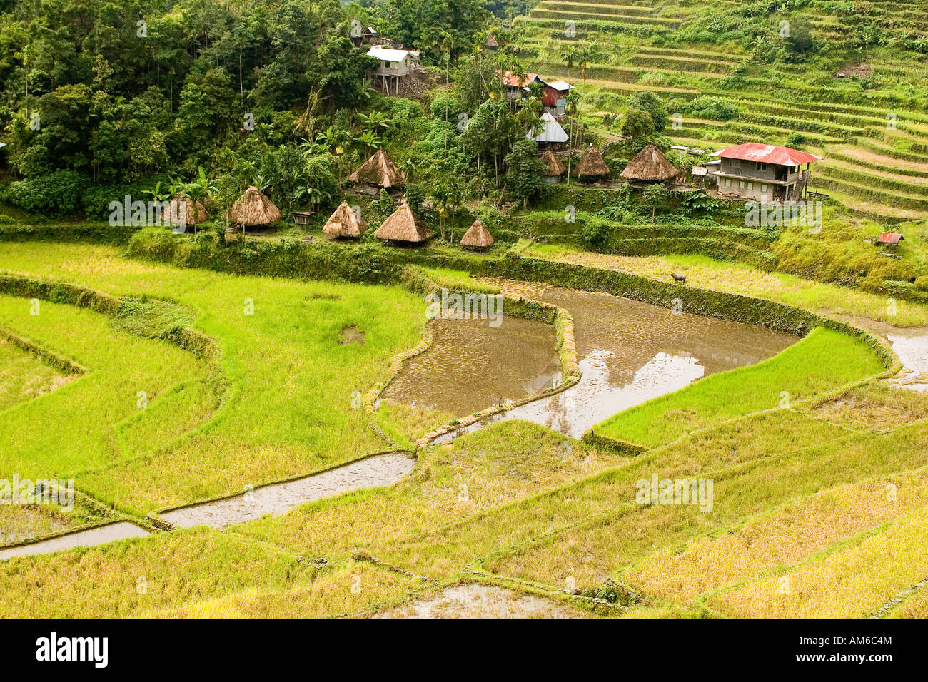 Hütten in Batad Dorf inmitten der Reisterrassen Stockfoto