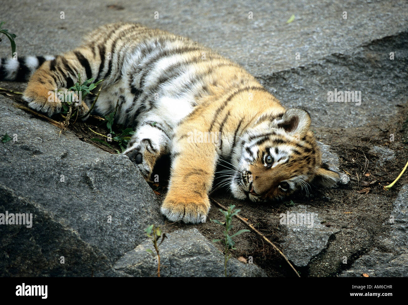 Junge sibirische Tiger, Panthera Tigris altaica Stockfoto