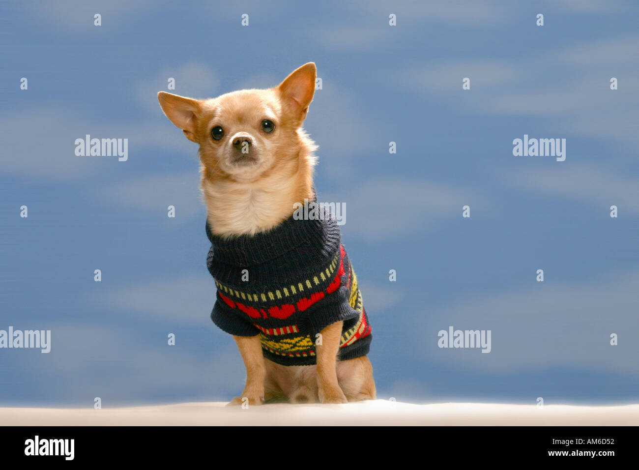 Chihuahua Hund Stockfoto