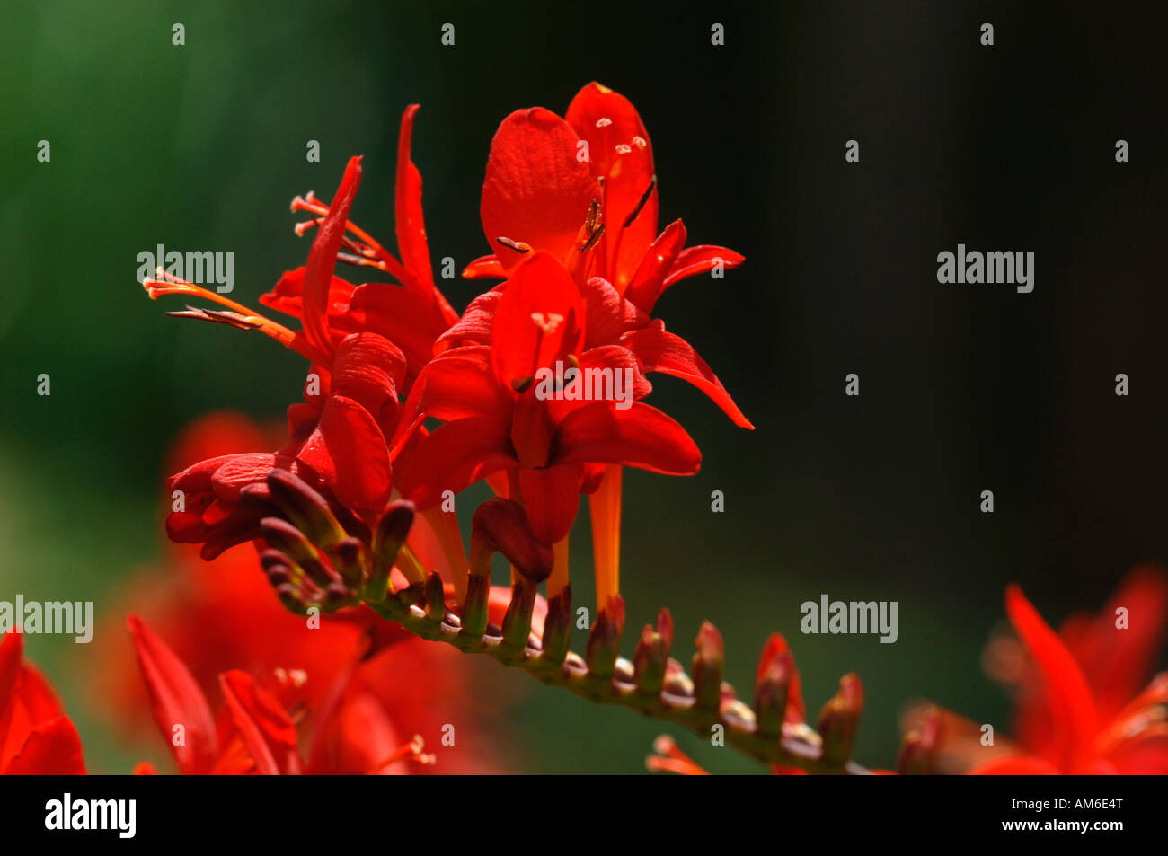 Lebendige und pulsierende rot gefärbten Crocosmia lucifer Blumen. Stockfoto