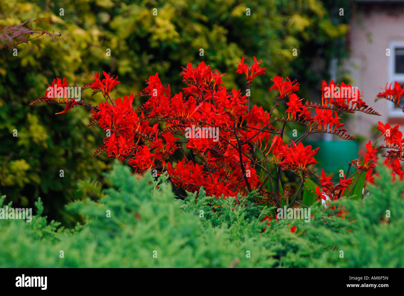 Lebendige und pulsierende rot gefärbten Crocosmia lucifer Blumen. Stockfoto