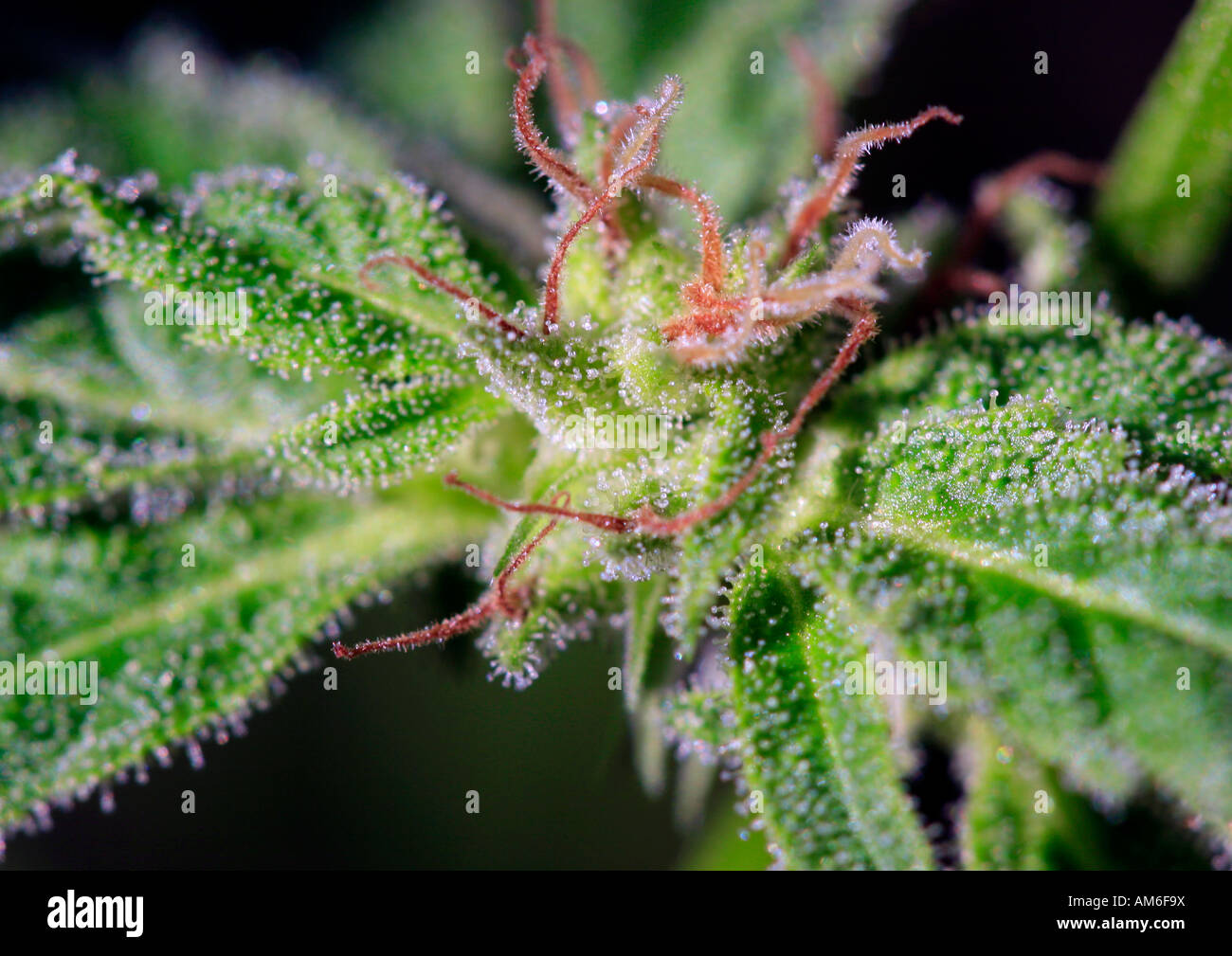 Nahaufnahme von einigen Marihuana wachsen wild, wie die Pflanze zu blühen beginnt. Stockfoto